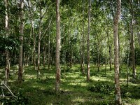 A rubber tree jungle is in Pattani. Daily life occurs in Tak Bai, Narathiwat, Thailand, on October 25, 2024. Tak Bai is the site of an incid...