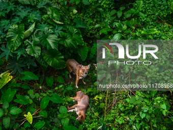 Three wild Golden Jackals (Canis aureus) rest in a dense forest in Tehatta, West Bengal, India, on October 26, 2024. Occasionally, they get...