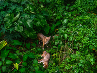 Three wild Golden Jackals (Canis aureus) rest in a dense forest in Tehatta, West Bengal, India, on October 26, 2024. Occasionally, they get...