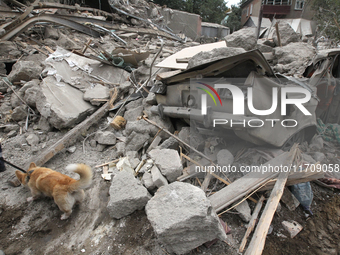 A search and rescue dog from the Antaries SAR canine unit in Pavlohrad looks for dead bodies on the ruins in the Novokodatskyi district of D...