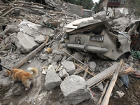 A search and rescue dog from the Antaries SAR canine unit in Pavlohrad looks for dead bodies on the ruins in the Novokodatskyi district of D...