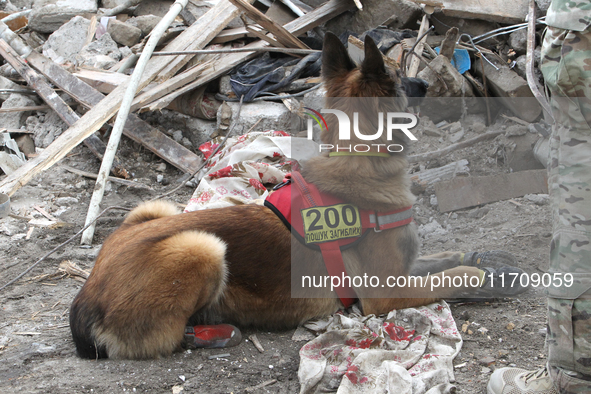 A search and rescue dog from the Antaries SAR canine unit in Pavlohrad looks for dead bodies on the ruins in the Novokodatskyi district of D...