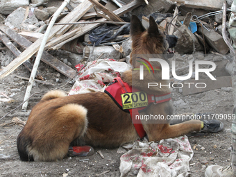 A search and rescue dog from the Antaries SAR canine unit in Pavlohrad looks for dead bodies on the ruins in the Novokodatskyi district of D...