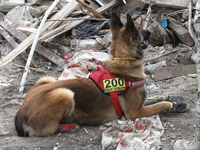 A search and rescue dog from the Antaries SAR canine unit in Pavlohrad looks for dead bodies on the ruins in the Novokodatskyi district of D...