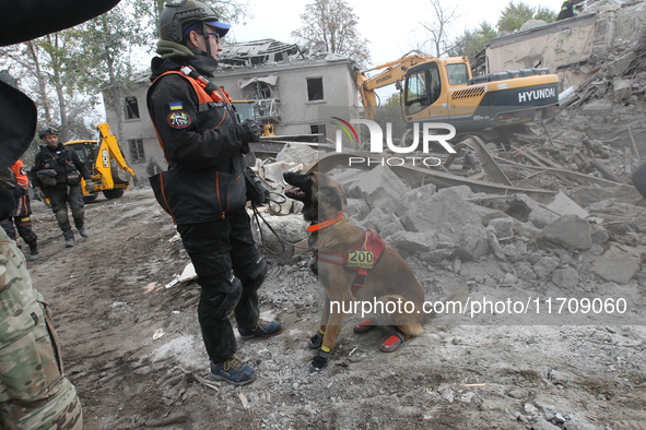 A search and rescue dog from the Antaries SAR canine unit in Pavlohrad looks for dead bodies on the ruins in the Novokodatskyi district of D...