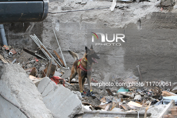 A search and rescue dog from the Antaries SAR canine unit in Pavlohrad looks for dead bodies on the ruins in the Novokodatskyi district of D...