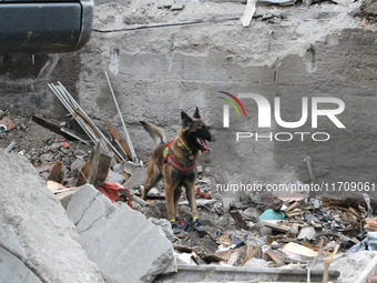 A search and rescue dog from the Antaries SAR canine unit in Pavlohrad looks for dead bodies on the ruins in the Novokodatskyi district of D...