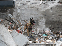 A search and rescue dog from the Antaries SAR canine unit in Pavlohrad looks for dead bodies on the ruins in the Novokodatskyi district of D...