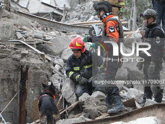 A search and rescue dog from the Antaries SAR canine unit in Pavlohrad looks for dead bodies on the ruins in the Novokodatskyi district of D...