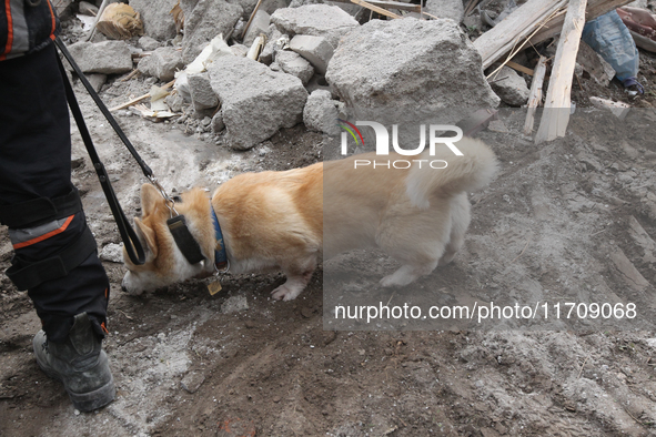 A search and rescue dog from the Antaries SAR canine unit in Pavlohrad looks for dead bodies on the ruins in the Novokodatskyi district of D...