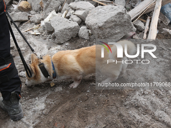 A search and rescue dog from the Antaries SAR canine unit in Pavlohrad looks for dead bodies on the ruins in the Novokodatskyi district of D...