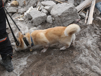 A search and rescue dog from the Antaries SAR canine unit in Pavlohrad looks for dead bodies on the ruins in the Novokodatskyi district of D...