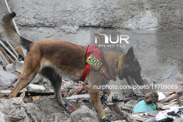 A search and rescue dog from the Antaries SAR canine unit in Pavlohrad looks for dead bodies on the ruins in the Novokodatskyi district of D...