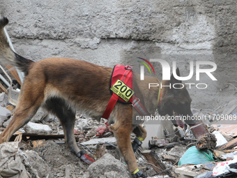 A search and rescue dog from the Antaries SAR canine unit in Pavlohrad looks for dead bodies on the ruins in the Novokodatskyi district of D...