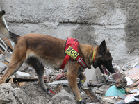 A search and rescue dog from the Antaries SAR canine unit in Pavlohrad looks for dead bodies on the ruins in the Novokodatskyi district of D...