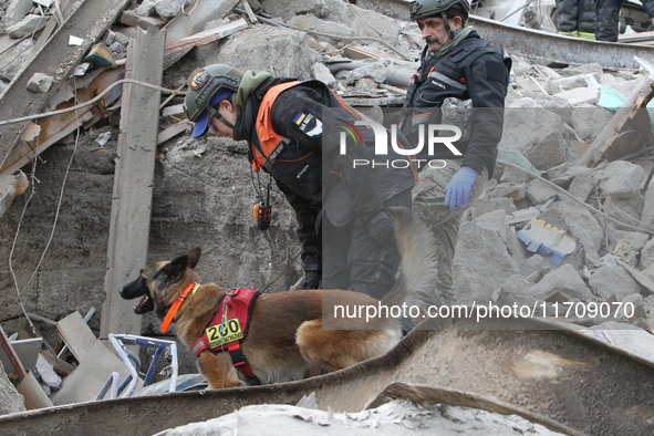 A search and rescue dog from the Antaries SAR canine unit in Pavlohrad looks for dead bodies on the ruins in the Novokodatskyi district of D...