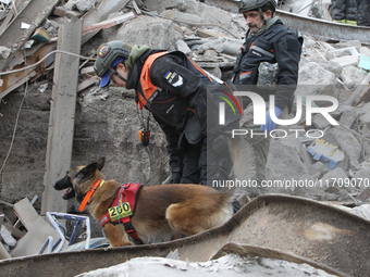 A search and rescue dog from the Antaries SAR canine unit in Pavlohrad looks for dead bodies on the ruins in the Novokodatskyi district of D...