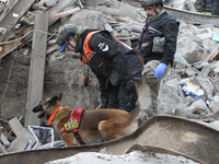 A search and rescue dog from the Antaries SAR canine unit in Pavlohrad looks for dead bodies on the ruins in the Novokodatskyi district of D...