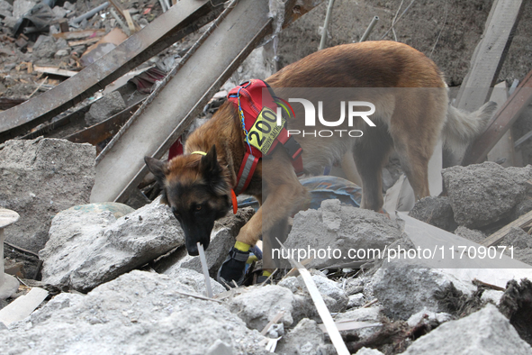 A search and rescue dog from the Antaries SAR canine unit in Pavlohrad looks for dead bodies on the ruins in the Novokodatskyi district of D...