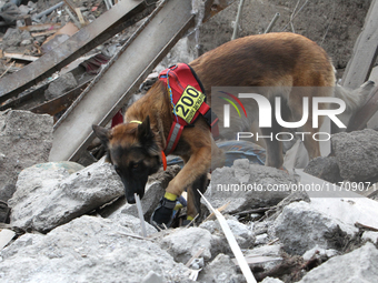 A search and rescue dog from the Antaries SAR canine unit in Pavlohrad looks for dead bodies on the ruins in the Novokodatskyi district of D...