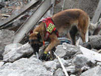 A search and rescue dog from the Antaries SAR canine unit in Pavlohrad looks for dead bodies on the ruins in the Novokodatskyi district of D...