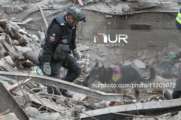 A search and rescue dog from the Antaries SAR canine unit in Pavlohrad looks for dead bodies on the ruins in the Novokodatskyi district of D...