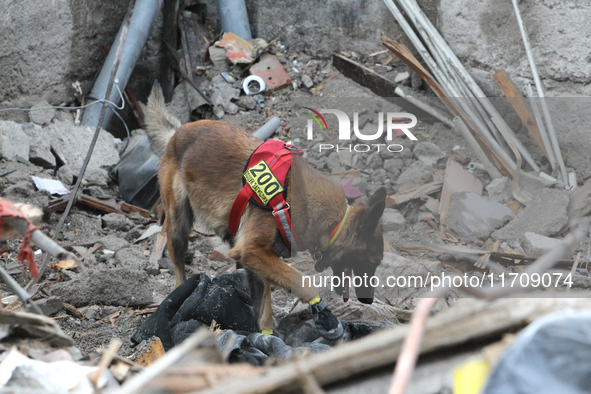 A search and rescue dog from the Antaries SAR canine unit in Pavlohrad looks for dead bodies on the ruins in the Novokodatskyi district of D...