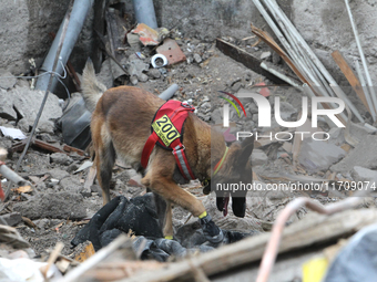 A search and rescue dog from the Antaries SAR canine unit in Pavlohrad looks for dead bodies on the ruins in the Novokodatskyi district of D...