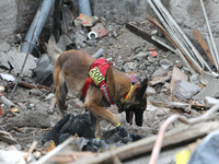 A search and rescue dog from the Antaries SAR canine unit in Pavlohrad looks for dead bodies on the ruins in the Novokodatskyi district of D...