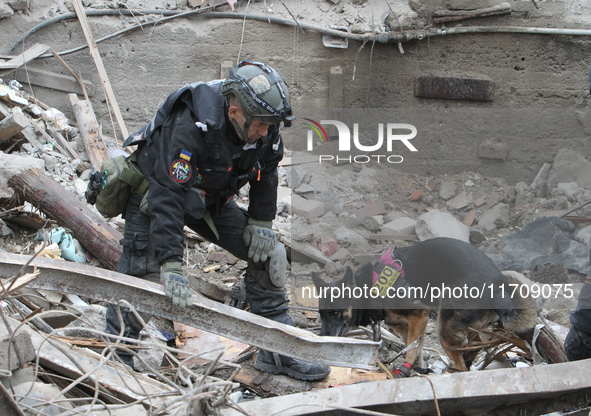 A search and rescue dog from the Antaries SAR canine unit in Pavlohrad looks for dead bodies on the ruins in the Novokodatskyi district of D...