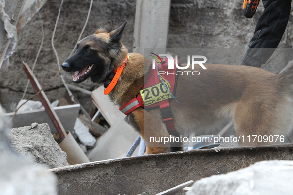 A search and rescue dog from the Antaries SAR canine unit in Pavlohrad looks for dead bodies on the ruins in the Novokodatskyi district of D...