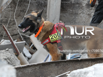 A search and rescue dog from the Antaries SAR canine unit in Pavlohrad looks for dead bodies on the ruins in the Novokodatskyi district of D...