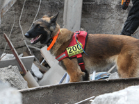 A search and rescue dog from the Antaries SAR canine unit in Pavlohrad looks for dead bodies on the ruins in the Novokodatskyi district of D...