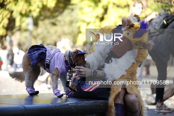 Dogs participate in the 34th Annual Halloween Dog Parade in Washington Square Park in lower Manhattan, New York, New York, U.S., on October...