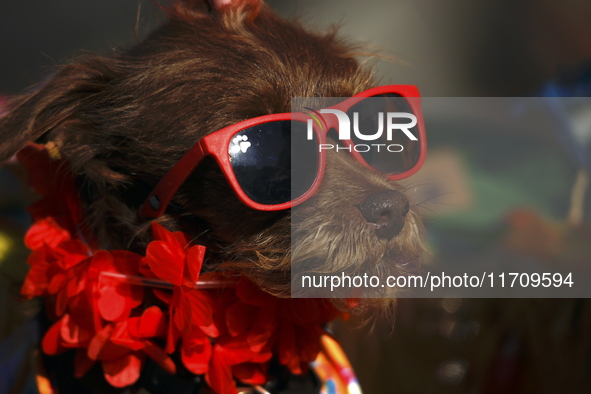 Dogs participate in the 34th Annual Halloween Dog Parade in Washington Square Park in lower Manhattan, New York, New York, U.S., on October...