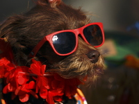 Dogs participate in the 34th Annual Halloween Dog Parade in Washington Square Park in lower Manhattan, New York, New York, U.S., on October...