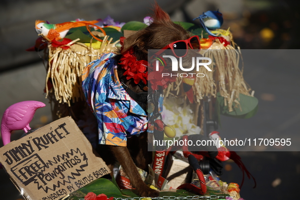 Dogs participate in the 34th Annual Halloween Dog Parade in Washington Square Park in lower Manhattan, New York, New York, U.S., on October...