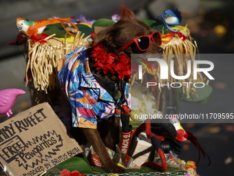 Dogs participate in the 34th Annual Halloween Dog Parade in Washington Square Park in lower Manhattan, New York, New York, U.S., on October...