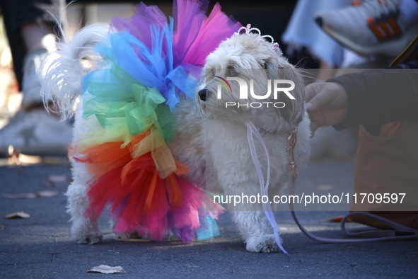 Dogs participate in the 34th Annual Halloween Dog Parade in Washington Square Park in lower Manhattan, New York, New York, U.S., on October...