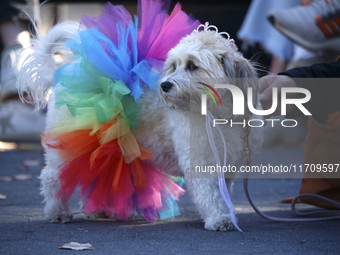 Dogs participate in the 34th Annual Halloween Dog Parade in Washington Square Park in lower Manhattan, New York, New York, U.S., on October...