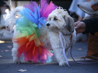 Dogs participate in the 34th Annual Halloween Dog Parade in Washington Square Park in lower Manhattan, New York, New York, U.S., on October...