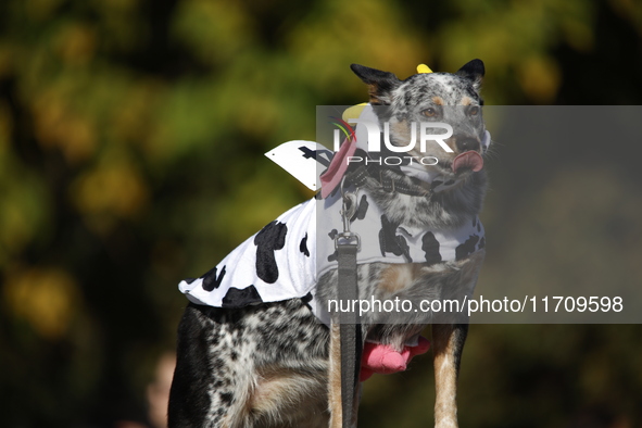 Dogs participate in the 34th Annual Halloween Dog Parade in Washington Square Park in lower Manhattan, New York, New York, U.S., on October...