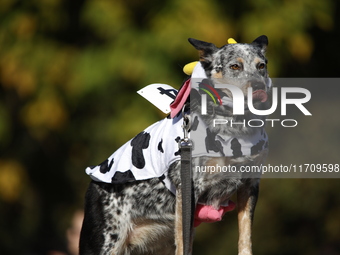 Dogs participate in the 34th Annual Halloween Dog Parade in Washington Square Park in lower Manhattan, New York, New York, U.S., on October...