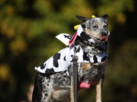 Dogs participate in the 34th Annual Halloween Dog Parade in Washington Square Park in lower Manhattan, New York, New York, U.S., on October...