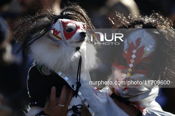 Dogs participate in the 34th Annual Halloween Dog Parade in Washington Square Park in lower Manhattan, New York, New York, U.S., on October...