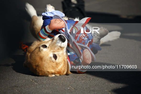 Dogs participate in the 34th Annual Halloween Dog Parade in Washington Square Park in lower Manhattan, New York, New York, U.S., on October...