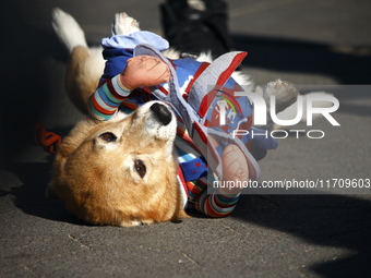 Dogs participate in the 34th Annual Halloween Dog Parade in Washington Square Park in lower Manhattan, New York, New York, U.S., on October...