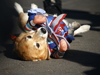 Dogs participate in the 34th Annual Halloween Dog Parade in Washington Square Park in lower Manhattan, New York, New York, U.S., on October...