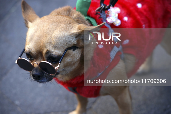 Dogs participate in the 34th Annual Halloween Dog Parade in Washington Square Park in lower Manhattan, New York, New York, U.S., on October...