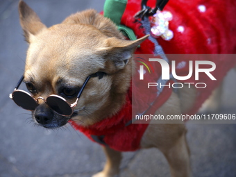 Dogs participate in the 34th Annual Halloween Dog Parade in Washington Square Park in lower Manhattan, New York, New York, U.S., on October...